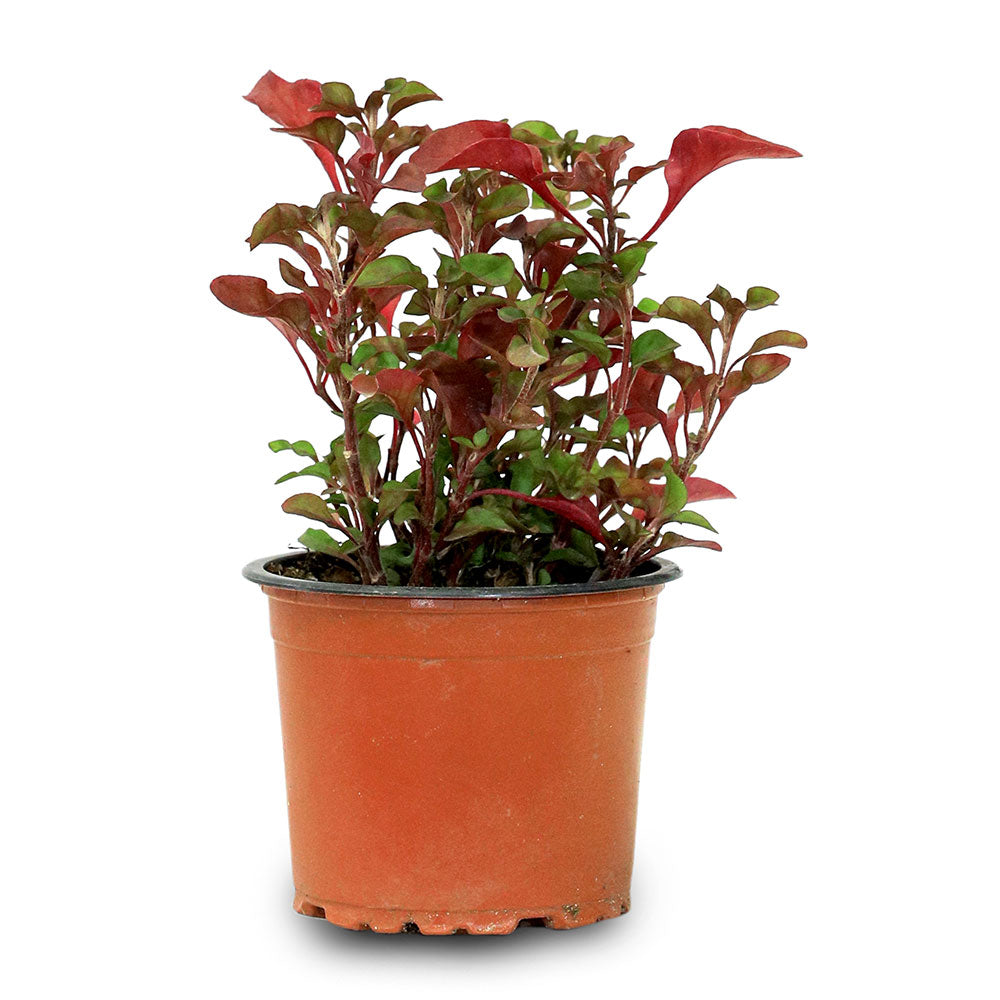 ALTERNANTHERA POT 12CM نبتة الإنترنانثيرا