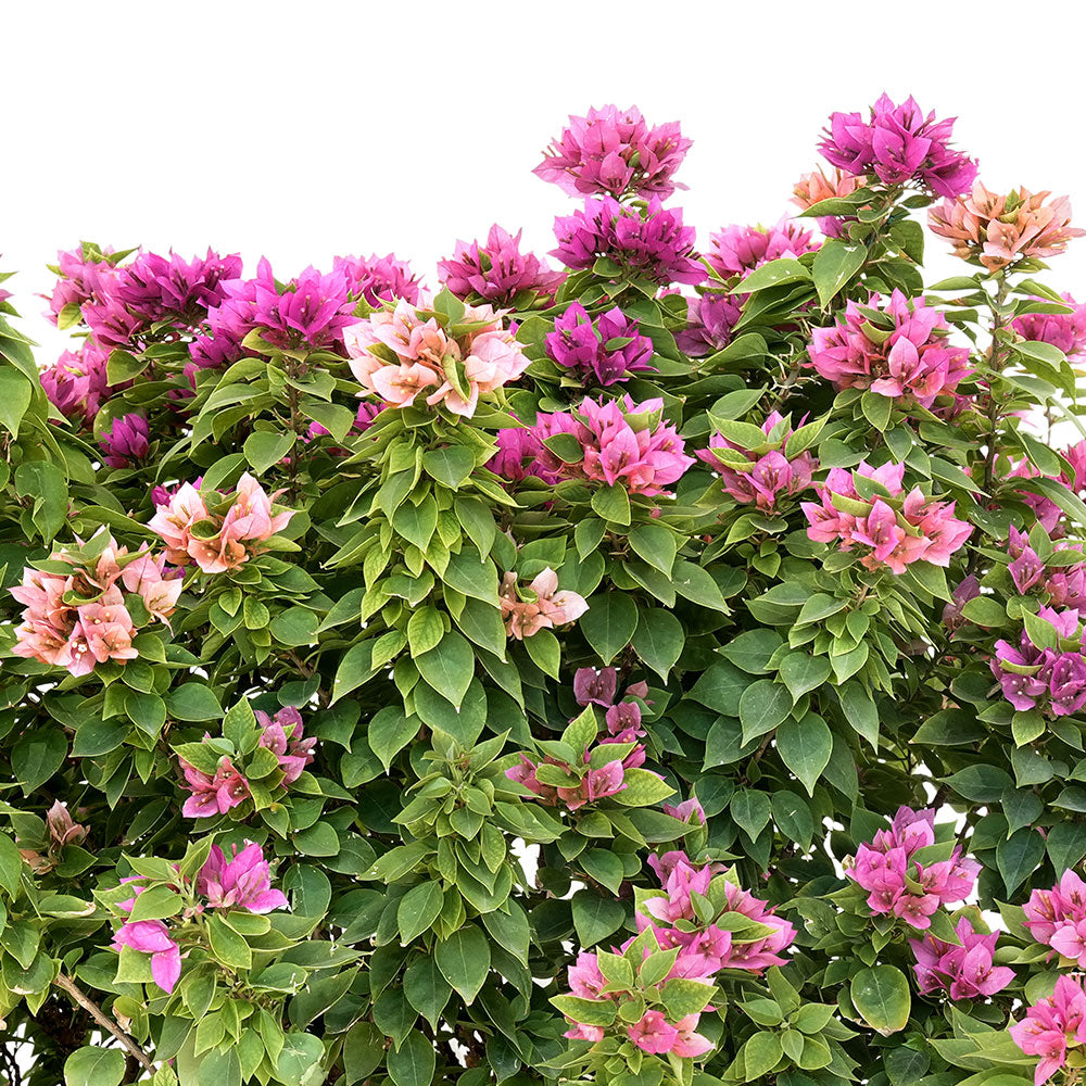 BOUGAINVILLEA CATANIA SEMI CIRCLE - جهنمية (مجنونة) كاتانيا الدائرية