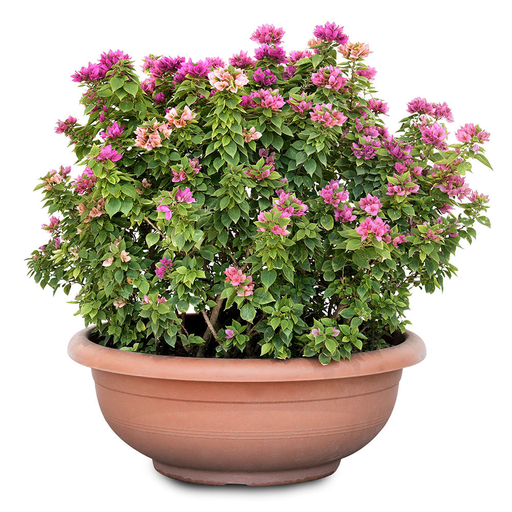 BOUGAINVILLEA CATANIA SEMI CIRCLE - جهنمية (مجنونة) كاتانيا الدائرية