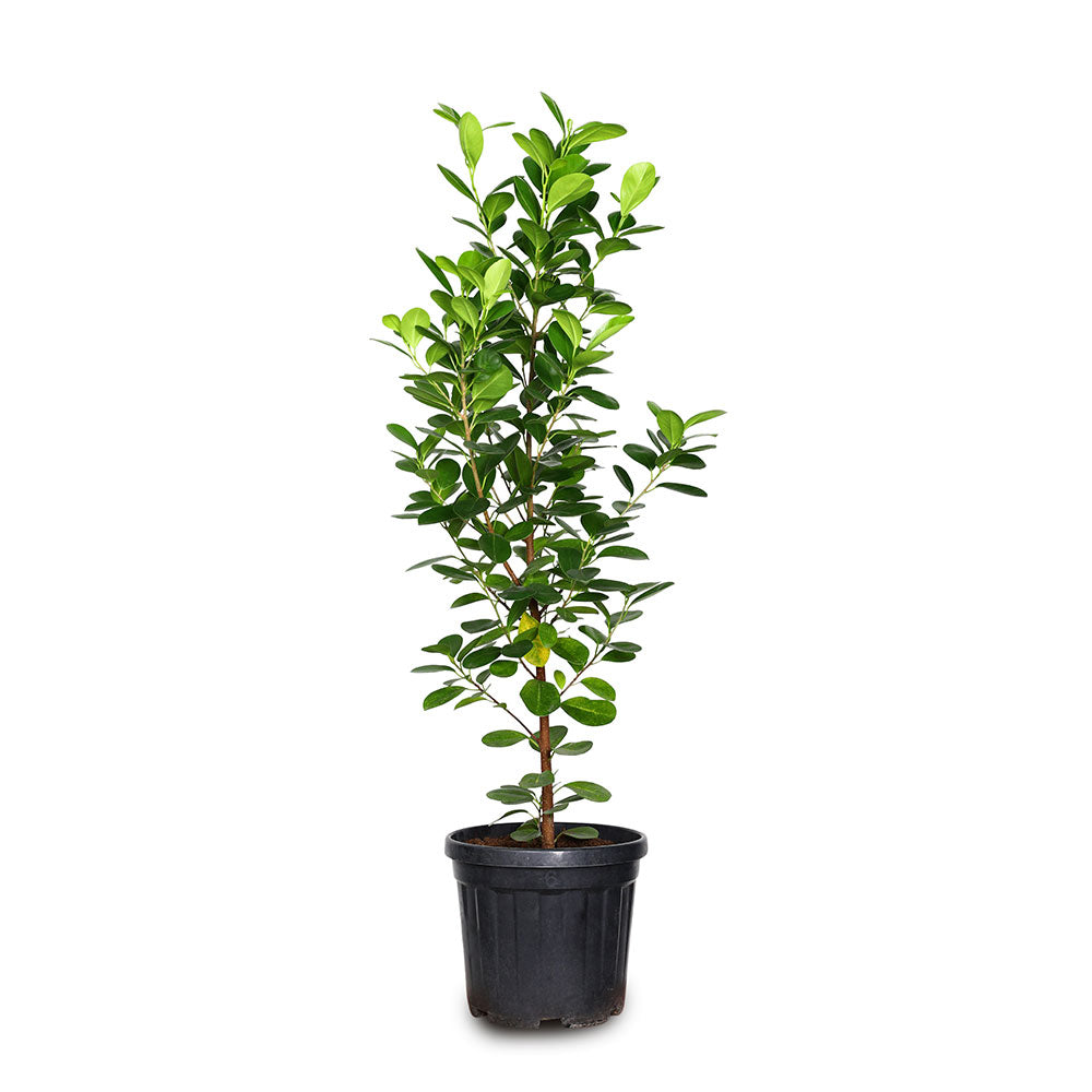 FICUS PANDA 20-50 cm فايكس باندا