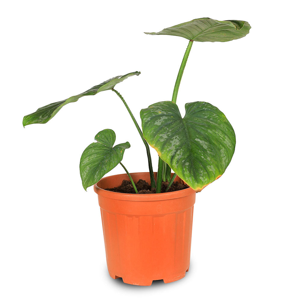 PHILODENDRON GIGANTEUM-H40 6 LTR فيلوديندرون العملاق