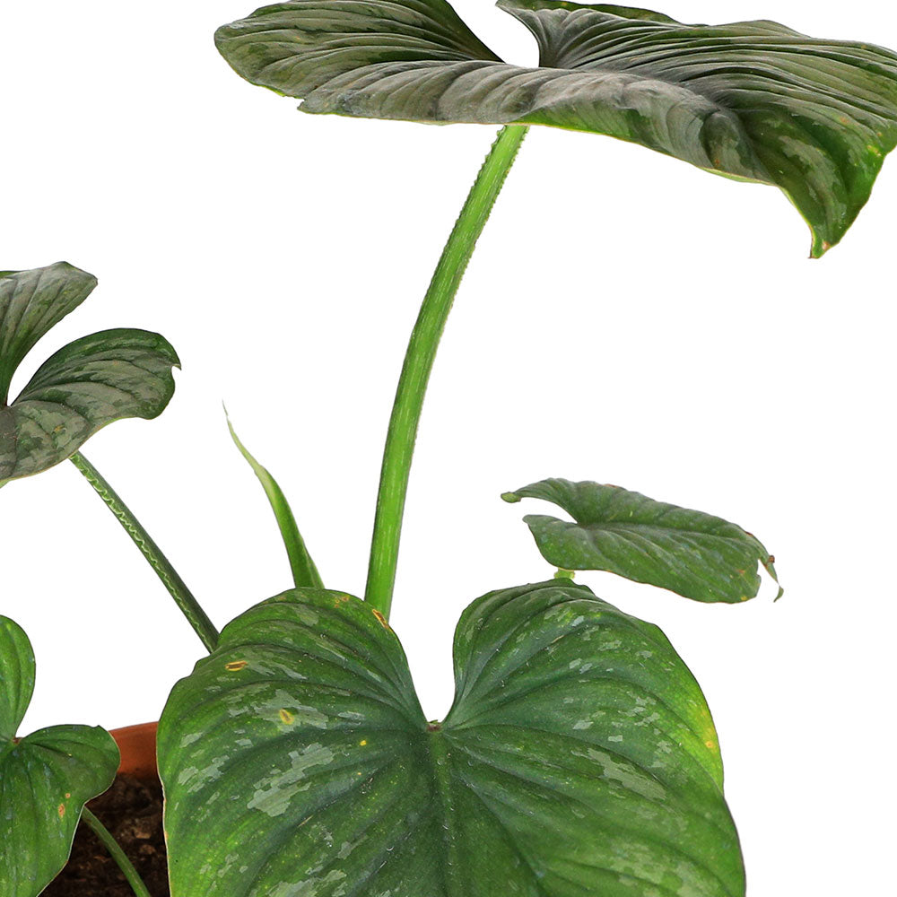 PHILODENDRON GIGANTEUM-H40 6 LTR فيلوديندرون العملاق