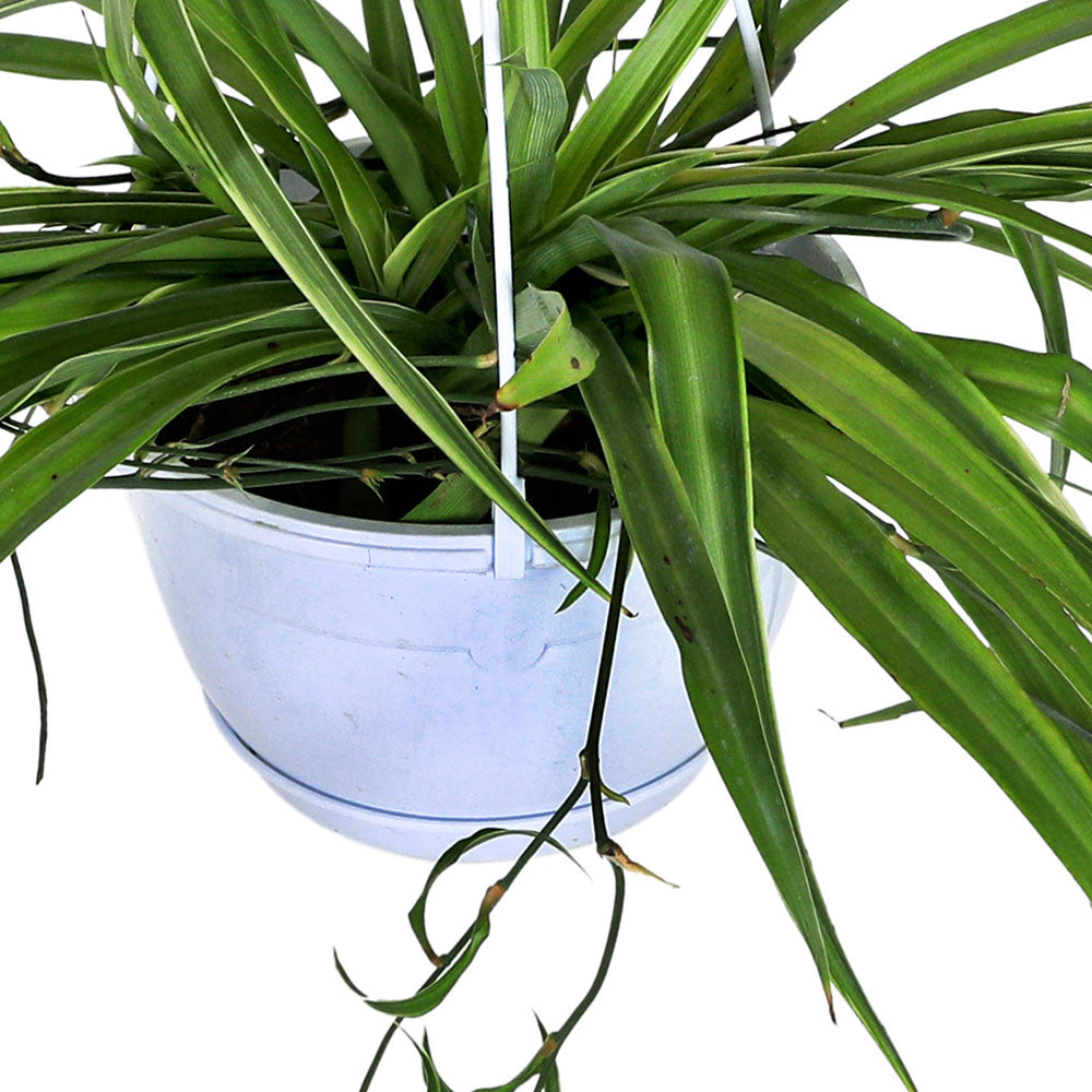 CHLOROPHYTUM COMOSUN HANGING POT -30  نبات الكلوروفيتوم