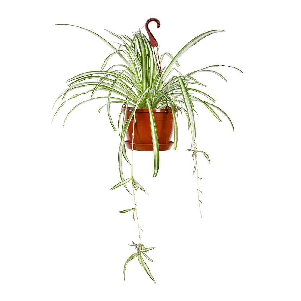 كلوروفيتوم كوموسون المعلق