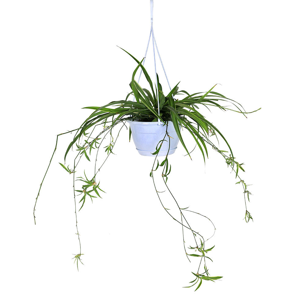 CHLOROPHYTUM COMOSUN HANGING POT -30  نبات الكلوروفيتوم