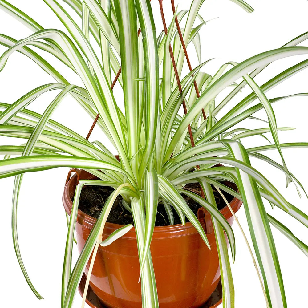 كلوروفيتوم كوموسون المعلق