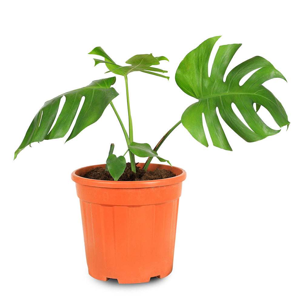 MONSTERA DELICIOSA-H55 مونستيرا ديليسيوسا