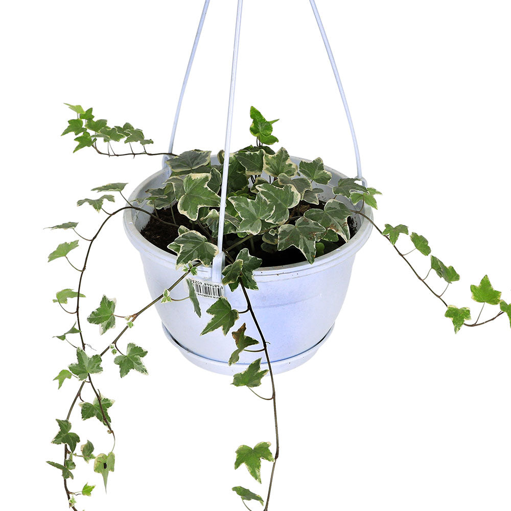 HEDERA HELIX VEREIGATED HANGING POT-H20 هيديرا هيليكس