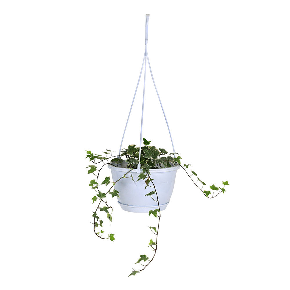 HEDERA HELIX VEREIGATED HANGING POT-H20 هيديرا هيليكس