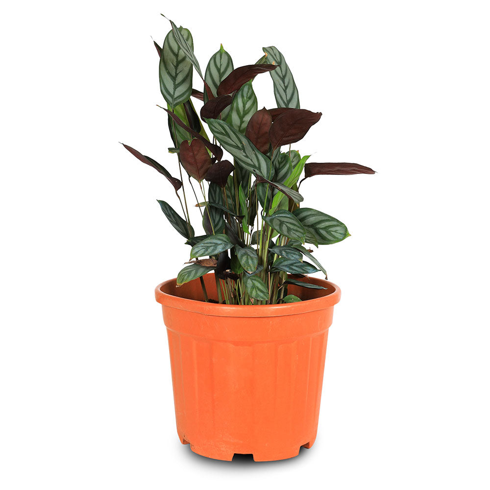 CALATHEA ZEBRINA-H30 6 LTR كالاثيا زيبرينا