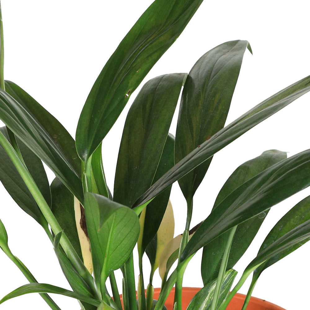 CTENANTHE OPPENHEIMIANA مختلط (CALATHEA) - ارتفاع 30 سم 