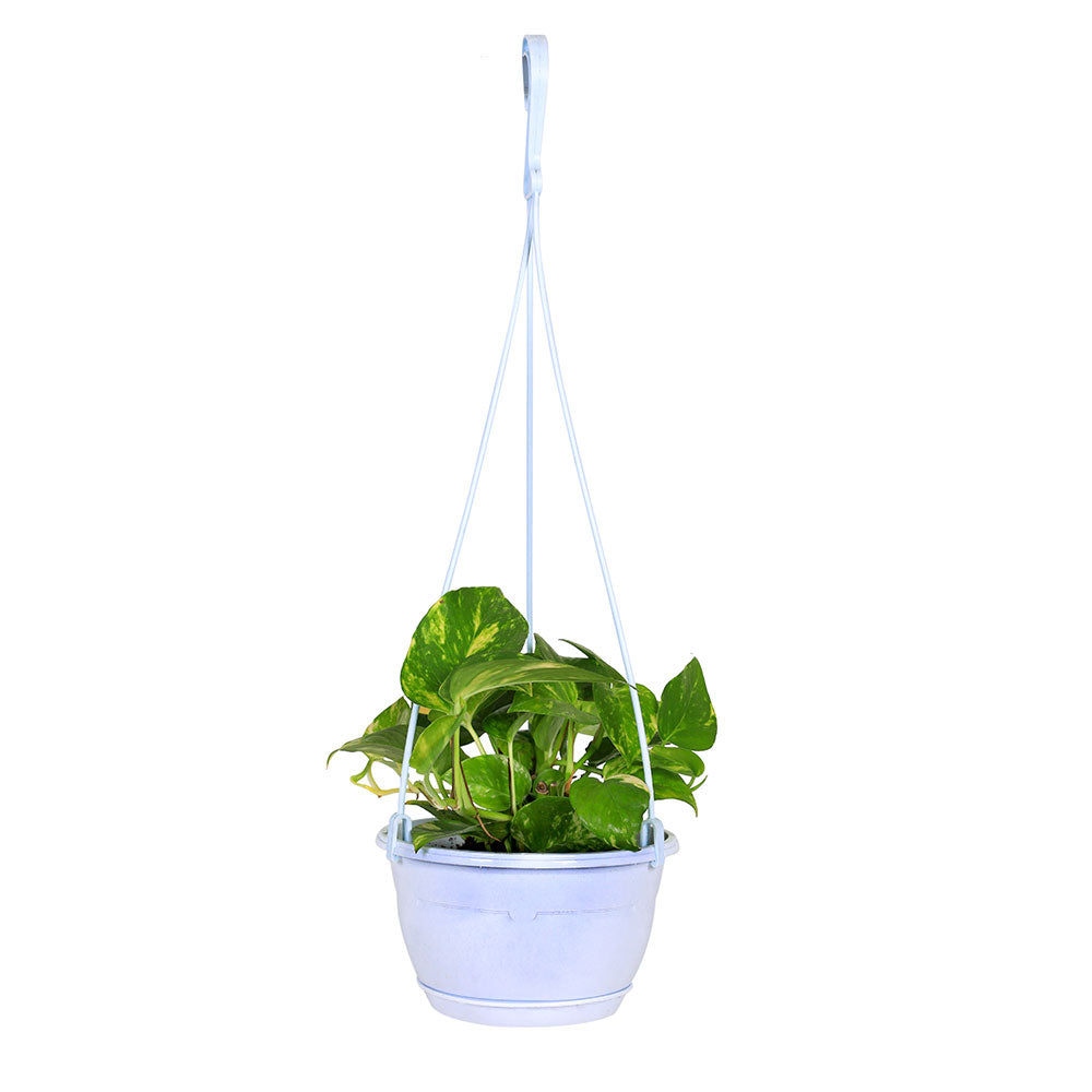 EPIPREMNUM PINNATUM HANGING POT  بوتس