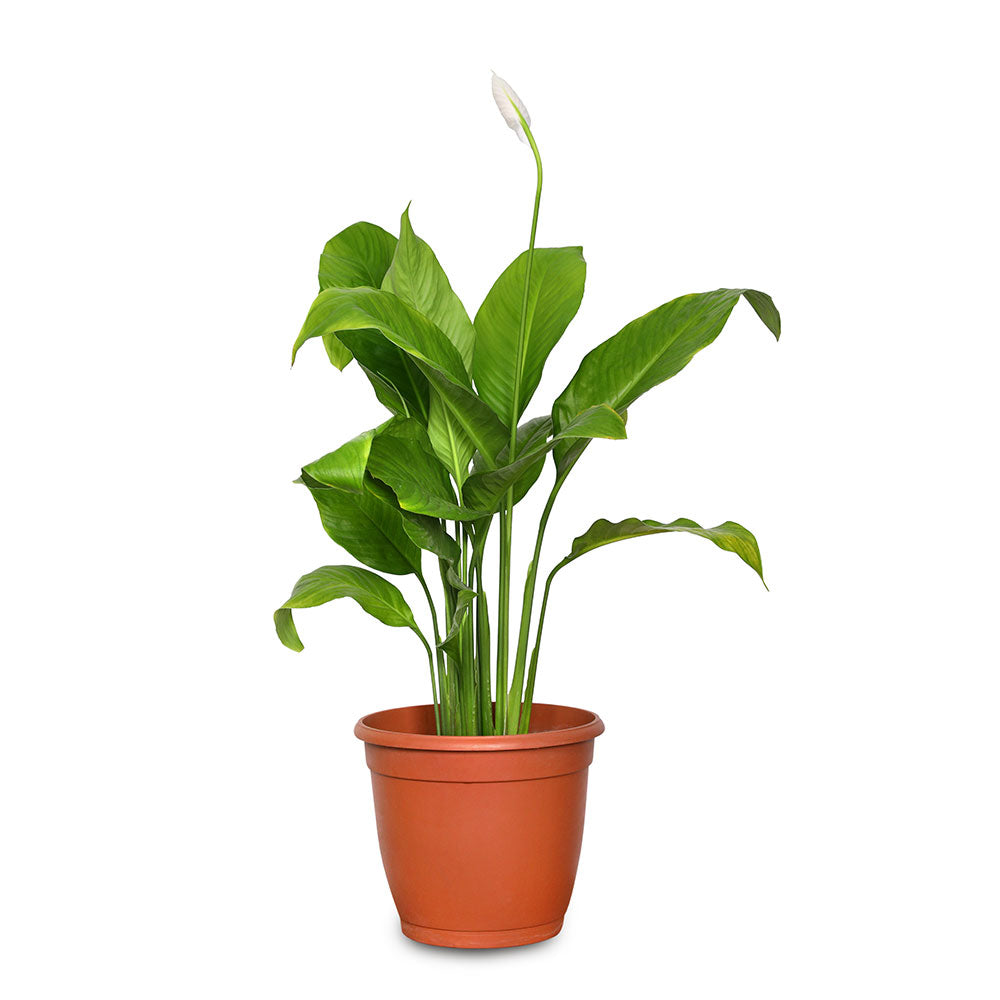 SPATHIPHYLLUM (PEACE LILY) H40CM - سباثيفيلوم