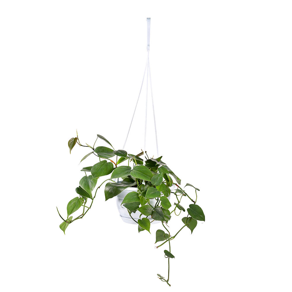 PHILODENDRON SCANDENS BRASIL HANGING POT - فيلوديندرون سكاندنز في حوض معلق