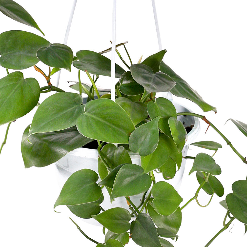 PHILODENDRON SCANDENS BRASIL HANGING POT - فيلوديندرون سكاندنز في حوض معلق