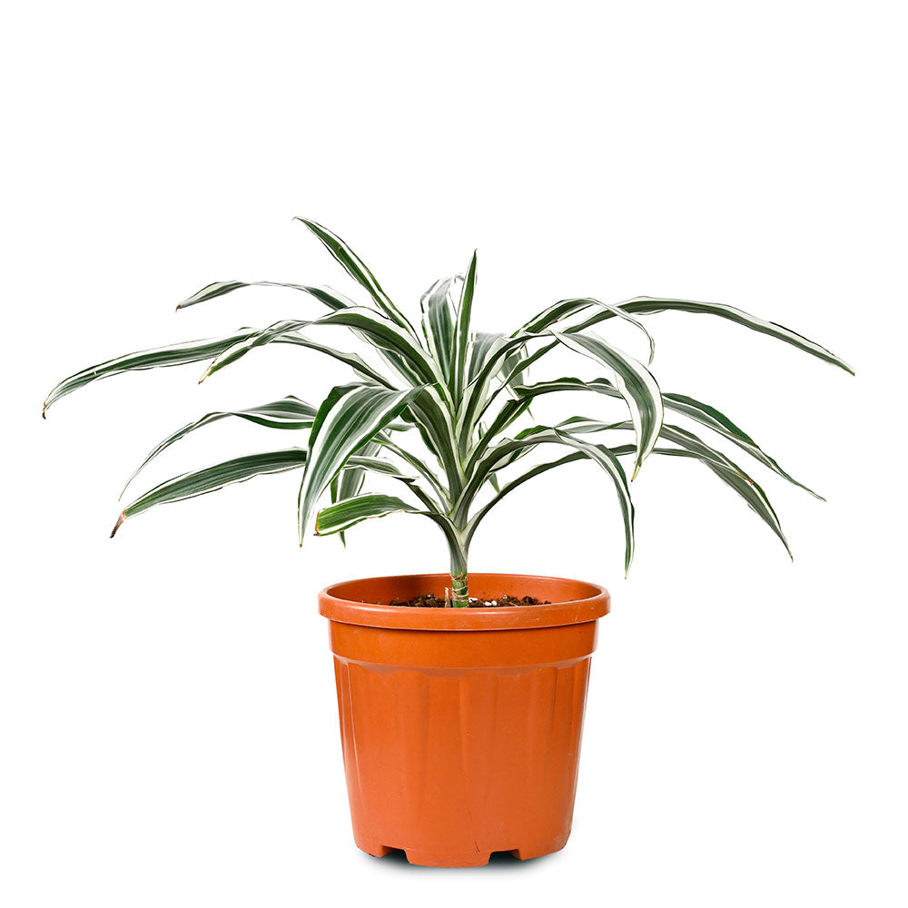 DRACAENA COMPACTA KANZI WHITE STRIPES - دراسينا كومباكتا كانزي