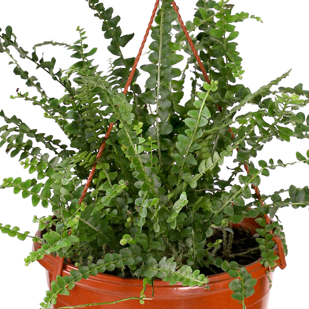 NEPHROLEPIS EXCEL.GREEN HANGING POT - حوض نيفروليبس في حوض معلق 