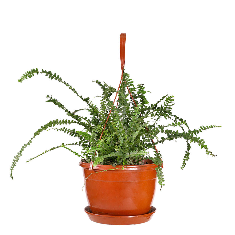 NEPHROLEPIS EXCEL.GREEN HANGING POT - حوض نيفروليبس في حوض معلق 