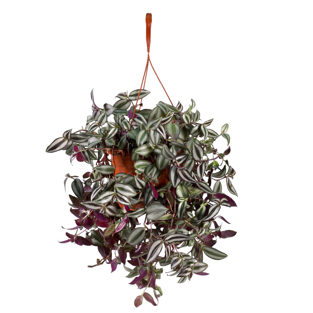 TRADESCANTIA HANGING POT - ترادسكانتيا في حوض معلق