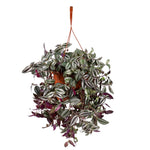 TRADESCANTIA HANGING POT - ترادسكانتيا في حوض معلق