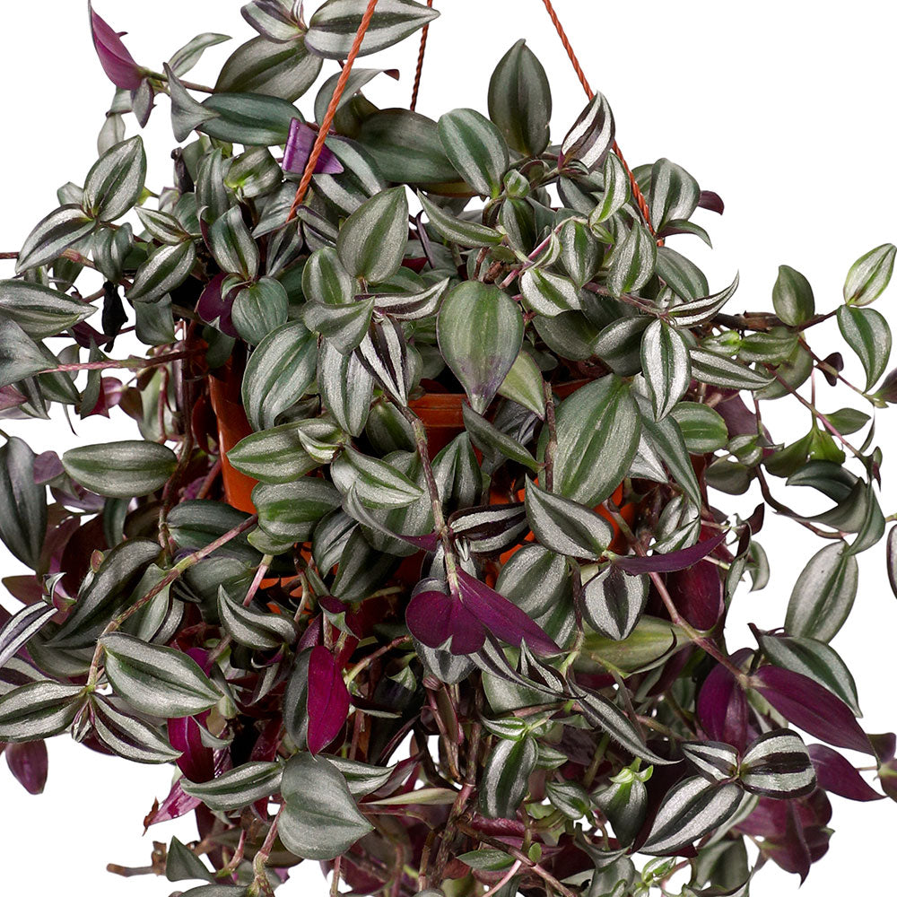 TRADESCANTIA HANGING POT - ترادسكانتيا في حوض معلق