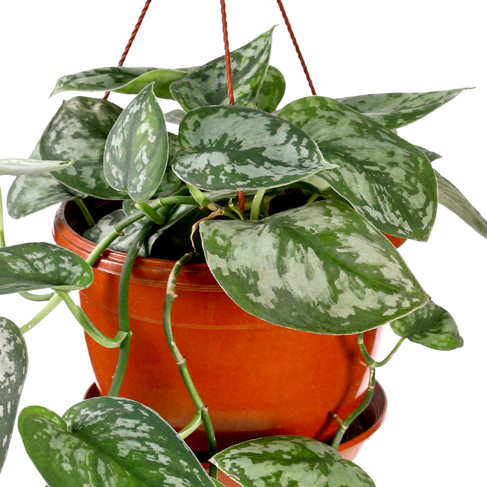 SATIN POTHOS HANGING POT 3 LTR - حوض ساتان بوثوس معلق 