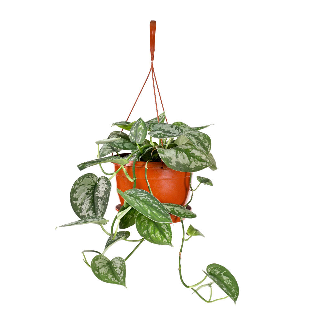 SATIN POTHOS HANGING POT 3 LTR - حوض ساتان بوثوس معلق 