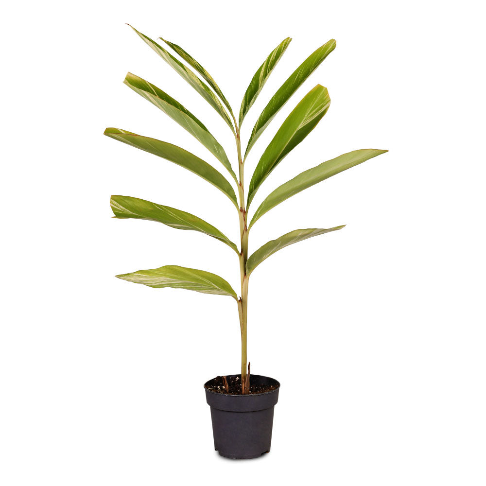 ALPINIA ZERUMBET VARIEGATED - ألبينيا زيرومبيت