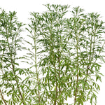 ARTEMISIA ABSINTHIUM - الأرتيميسيا الأفسنتين
