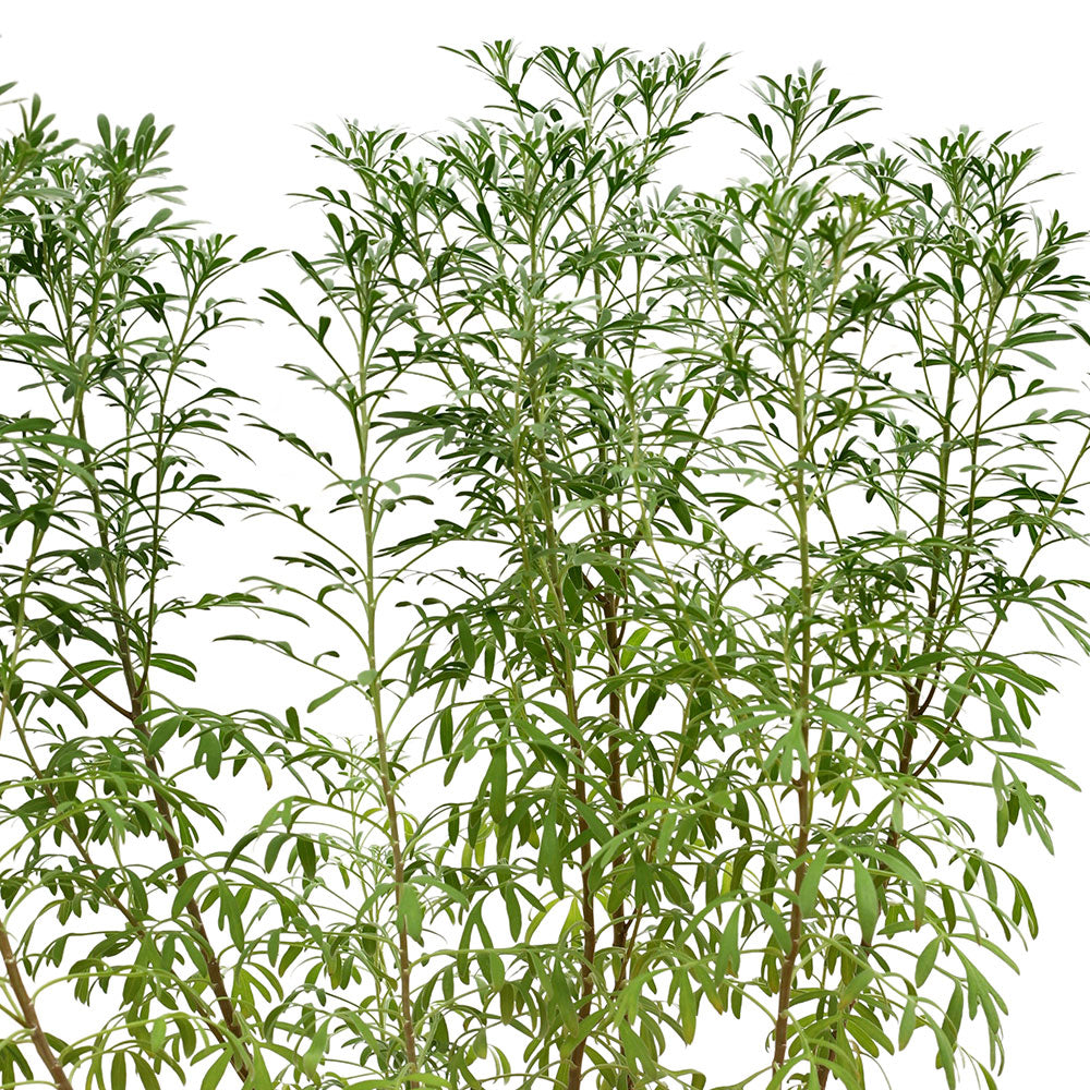 ARTEMISIA ABSINTHIUM - الأرتيميسيا الأفسنتين