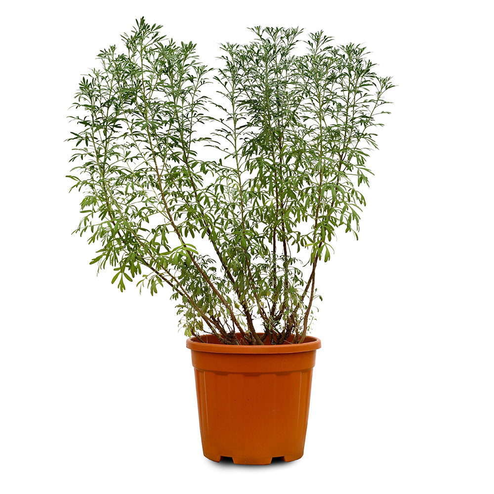 ARTEMISIA ABSINTHIUM - الأرتيميسيا الأفسنتين