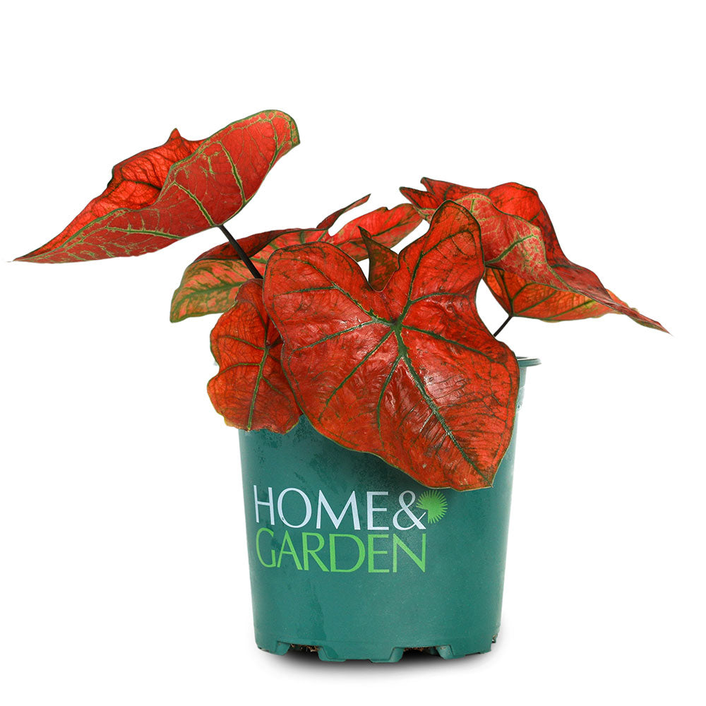 CALADIUM RED - كالاديوم أحمر