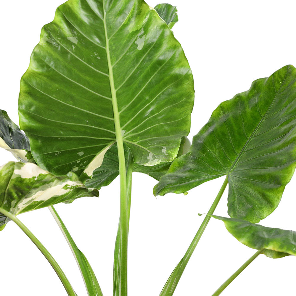 ALOCASIA MACRORHIZA VARIEGATED - ألوكاسيا ماكروريزا