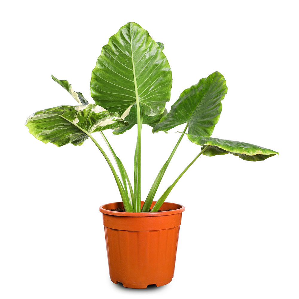 ALOCASIA MACRORHIZA VARIEGATED - ألوكاسيا ماكروريزا