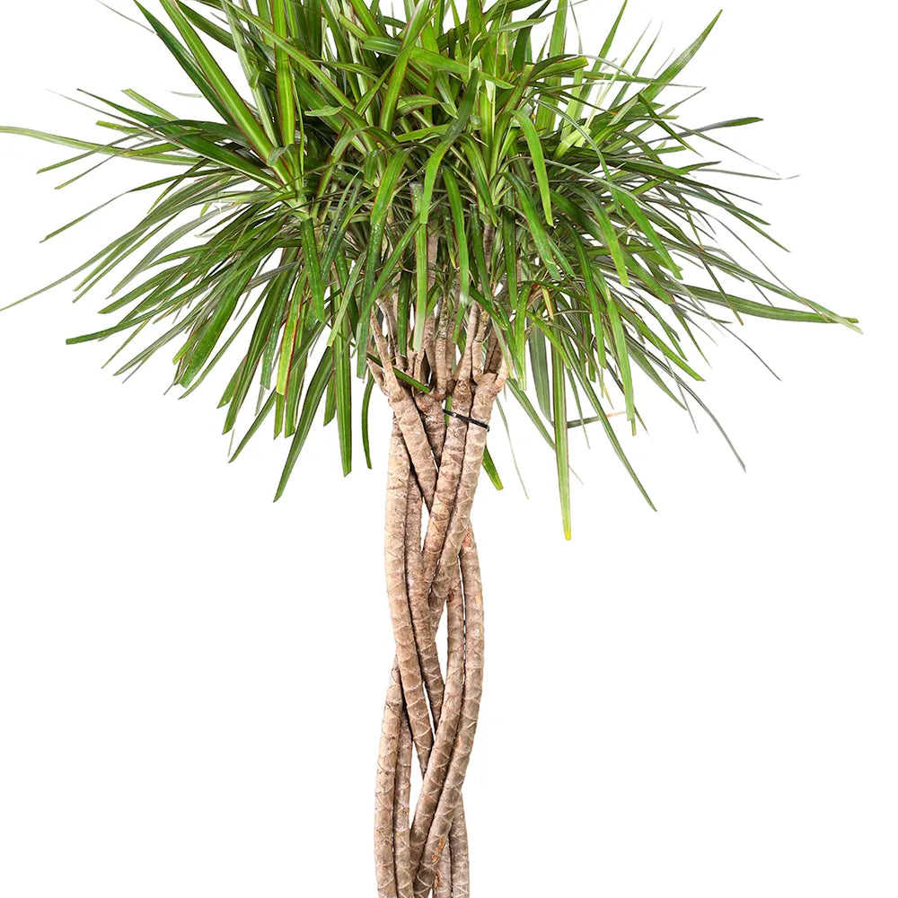 دراسينا مارجيناتا مضفرة