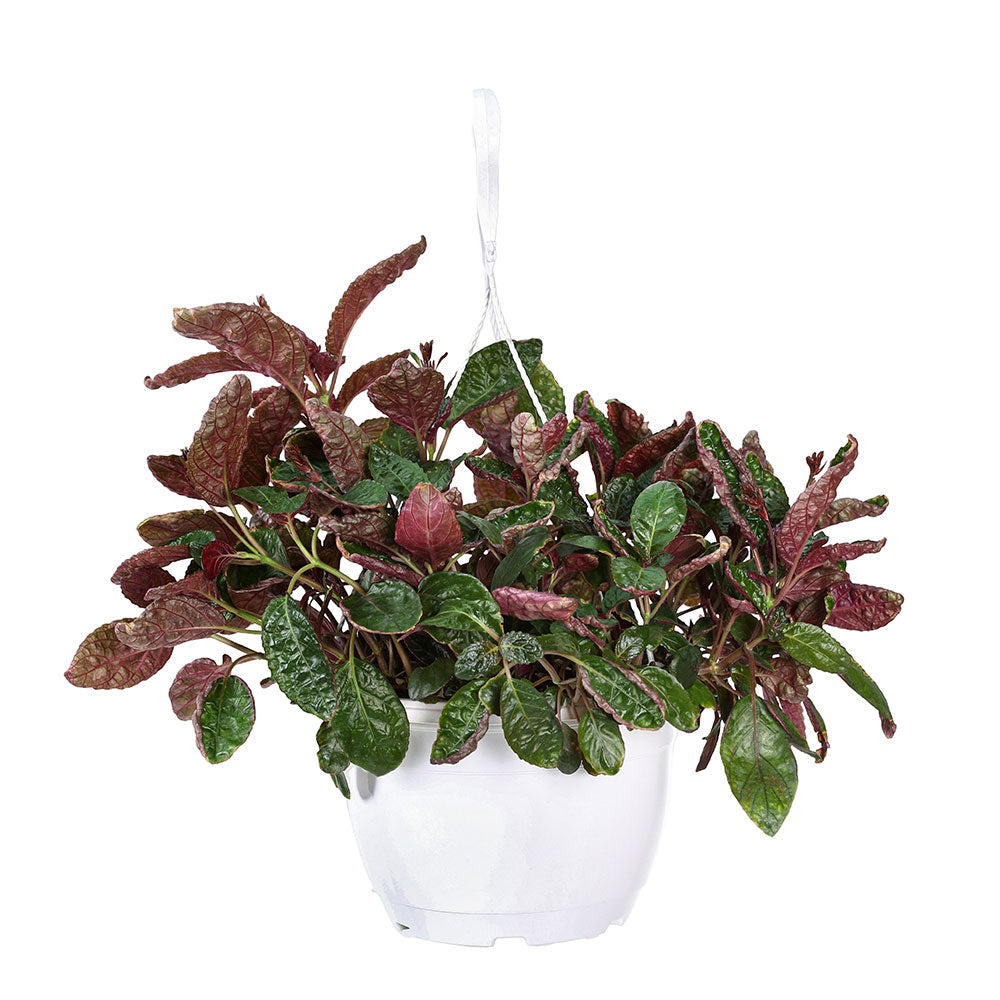 STROBILANTHES ALTERNATA - ستروبيلانثيس ألترناتا