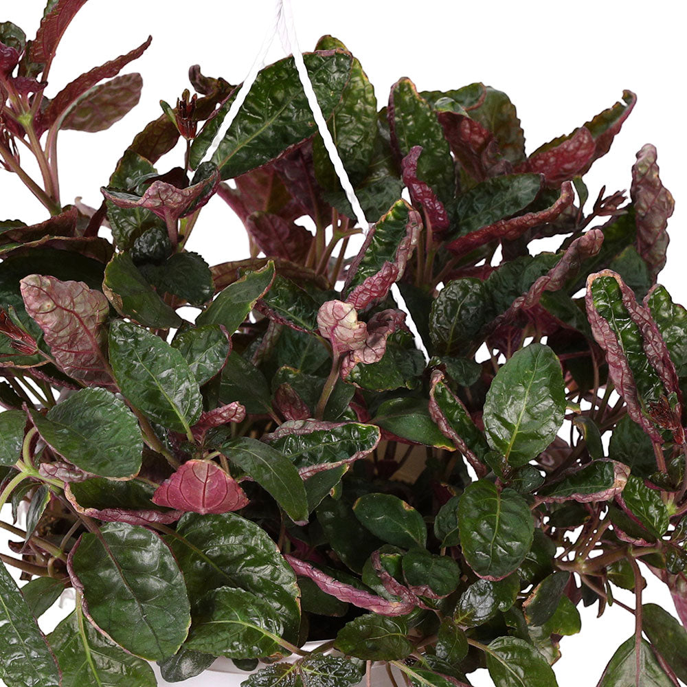 STROBILANTHES ALTERNATA - ستروبيلانثيس ألترناتا