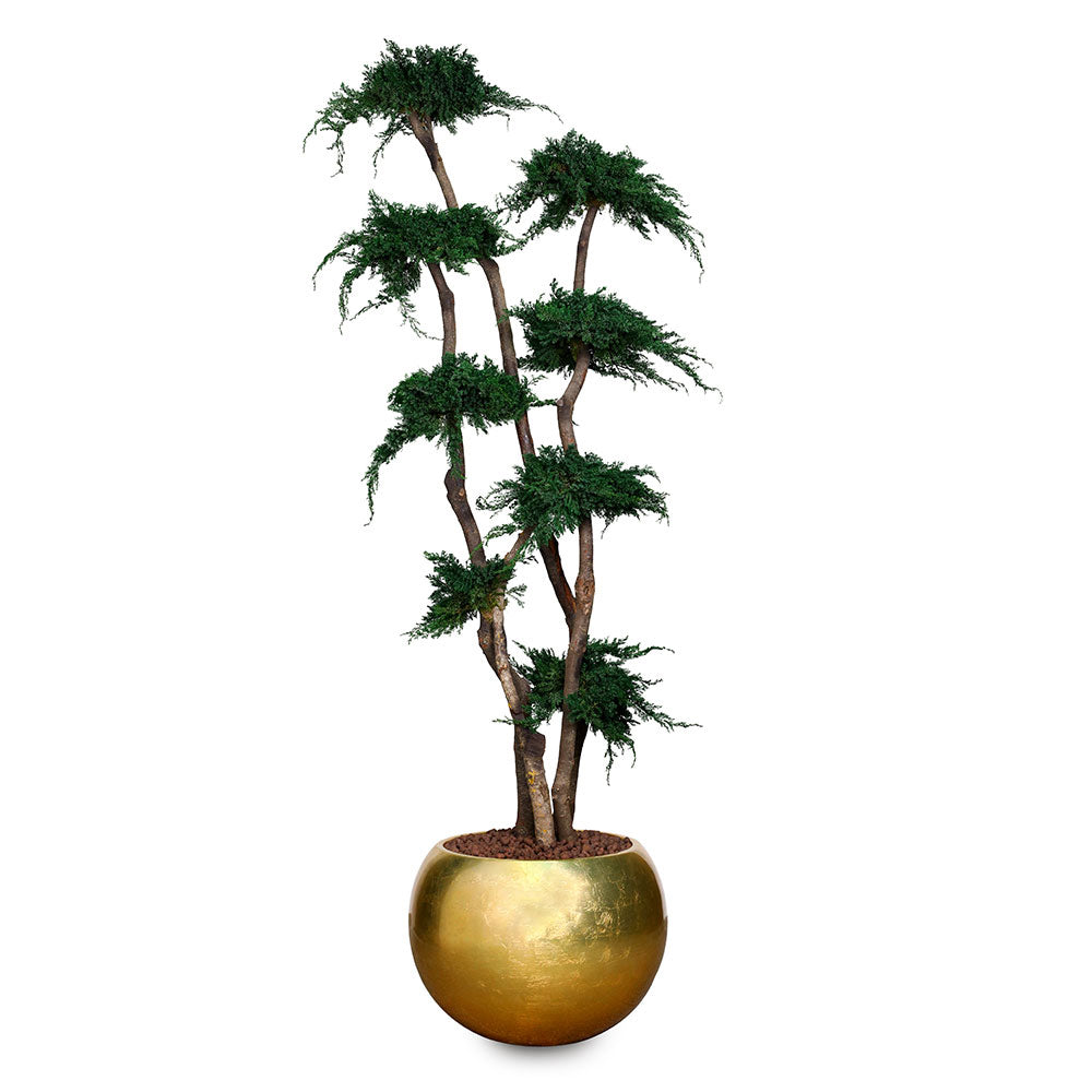 PRESERVED BONSAI IN GOLD ROUND FIBER POT - شجرة بونساي المجففة في حوض ذهبي