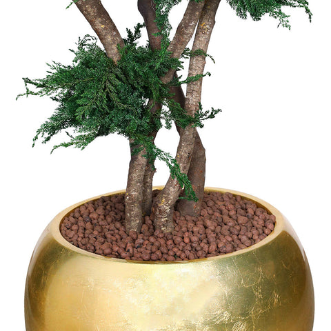 PRESERVED BONSAI IN GOLD ROUND FIBER POT - شجرة بونساي المجففة في حوض ذهبي