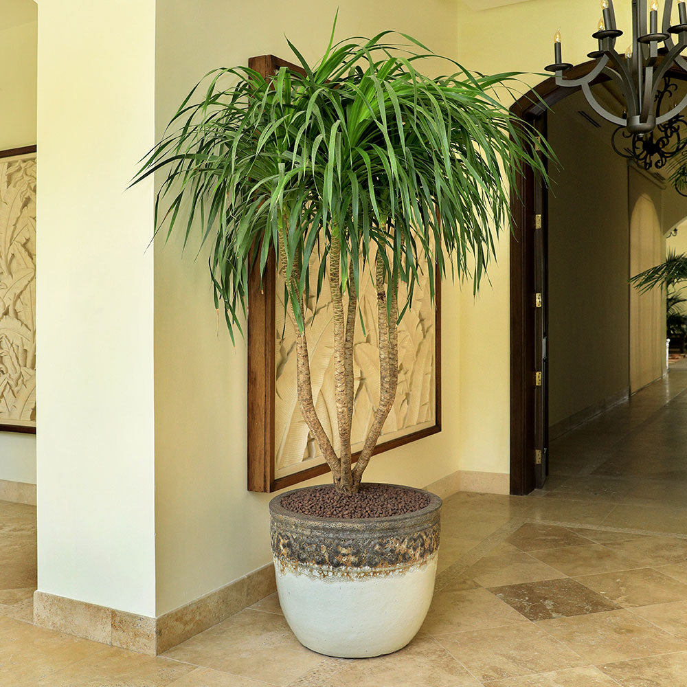 DRACAENA DRACO BRANCHED IN MACELO BROWN-WHITE CERAMIC POT - عصير يجمع بين جمال دراسينا دراكو المتفرعة وأناقة حوض ماسيلو بني-أبيض السيراميك. 