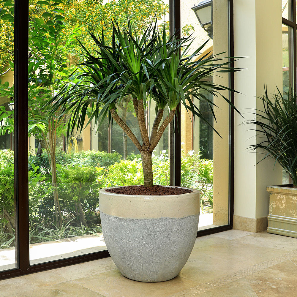 DRACAENA DRACO IN ALTEROSA CHALKY-WHITE PLANTER دراسينا دراكو في حوض جيرا ابيض 