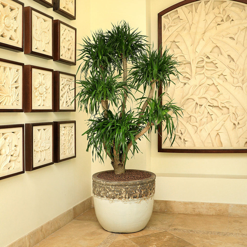 DRACAENA DRACO BRANCHED IN BROWN-WHITE CERAMIC POT - تجمع مثالي بين جمال دراسينا دراكو المتفرعة وأناقة الحوض