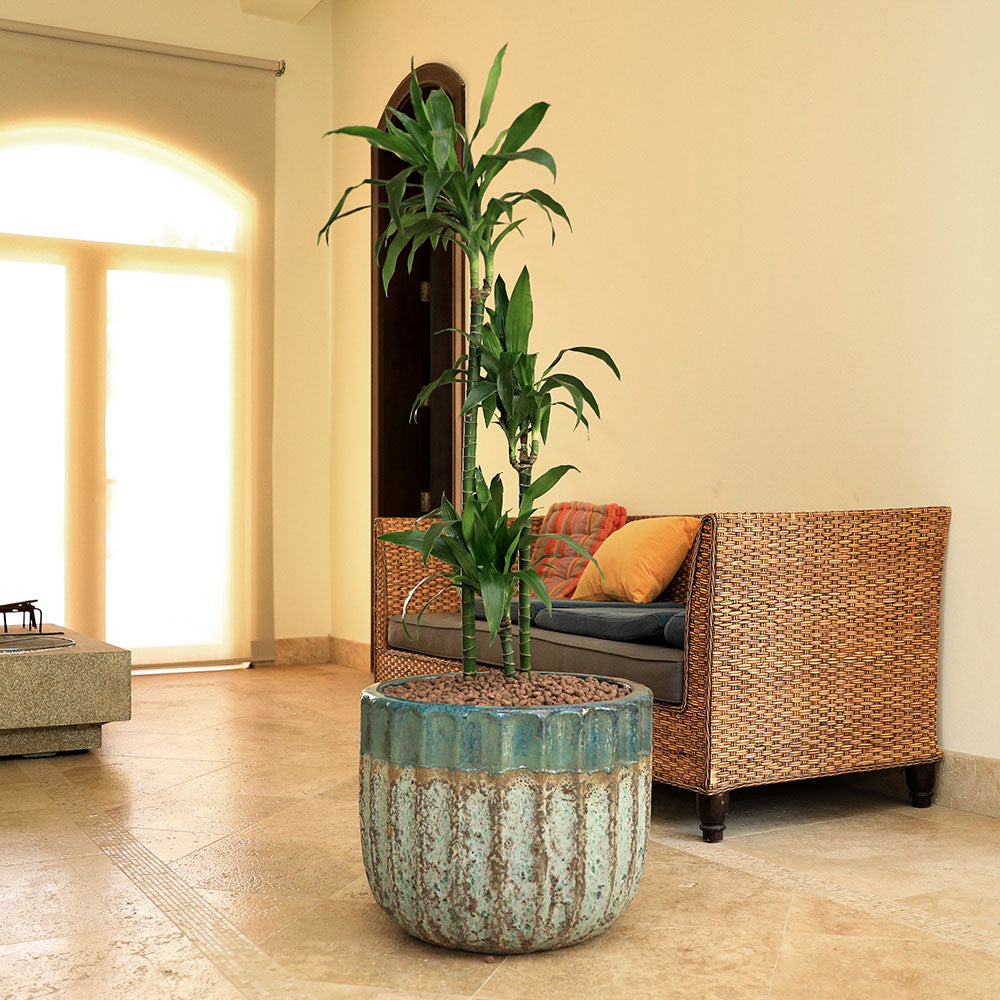 DRACAENA JANET IN MIST GREEN PLANTER دراسينا جانيت في بوتوكاتو 