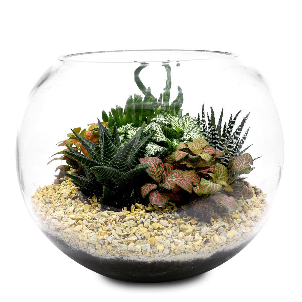 MIX INDOOR SUCCULENT PLANTS IN TERRARIUM مجموعه من الصباريات تيراريوم المتنوعه