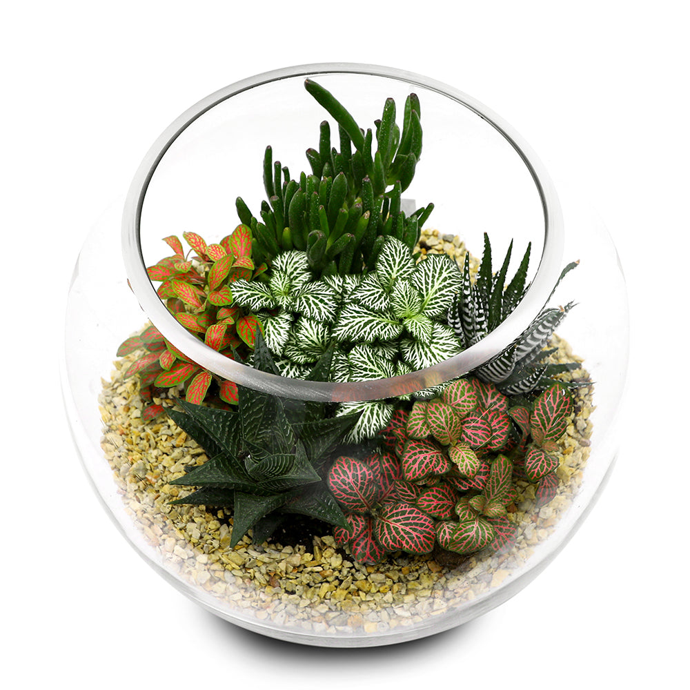 MIX INDOOR SUCCULENT PLANTS IN TERRARIUM مجموعه من الصباريات تيراريوم المتنوعه