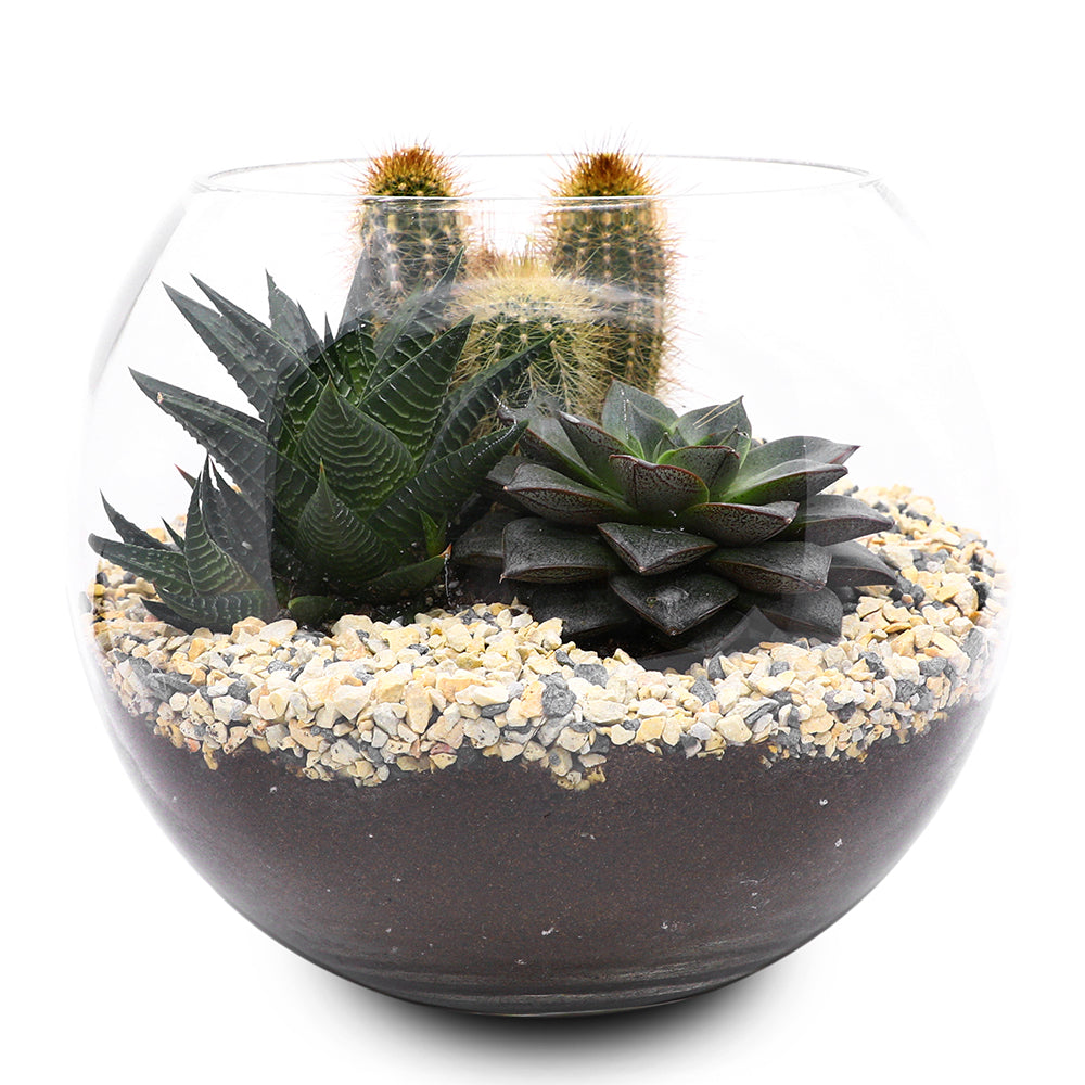 CACTUS & MIX SUCCULENT TERRARIUM مجموعة من الصباريات المتنوعة في حوض تيراريوم