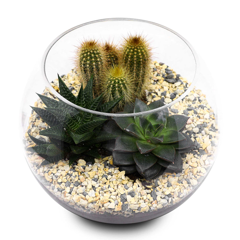 CACTUS & MIX SUCCULENT TERRARIUM مجموعة من الصباريات المتنوعة في حوض تيراريوم