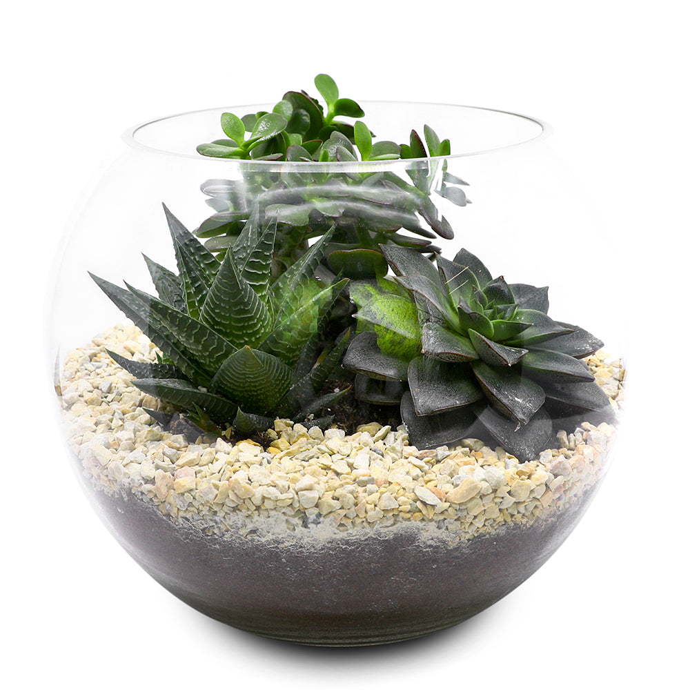 MIX INDOOR SUCCULENT PLANTS IN TERRARIUM مجموعة من الصباريات في حوض التيراريوم الرائع