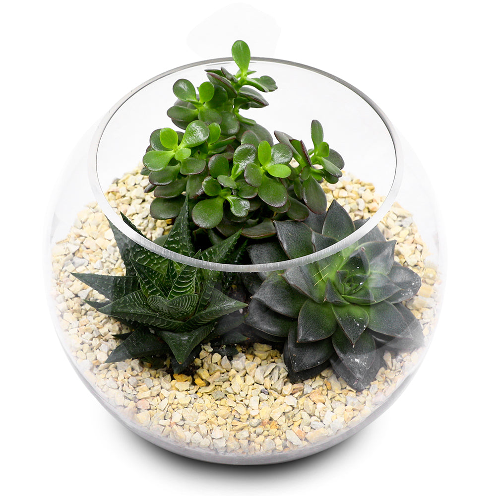 MIX INDOOR SUCCULENT PLANTS IN TERRARIUM مجموعة من الصباريات في حوض التيراريوم الرائع