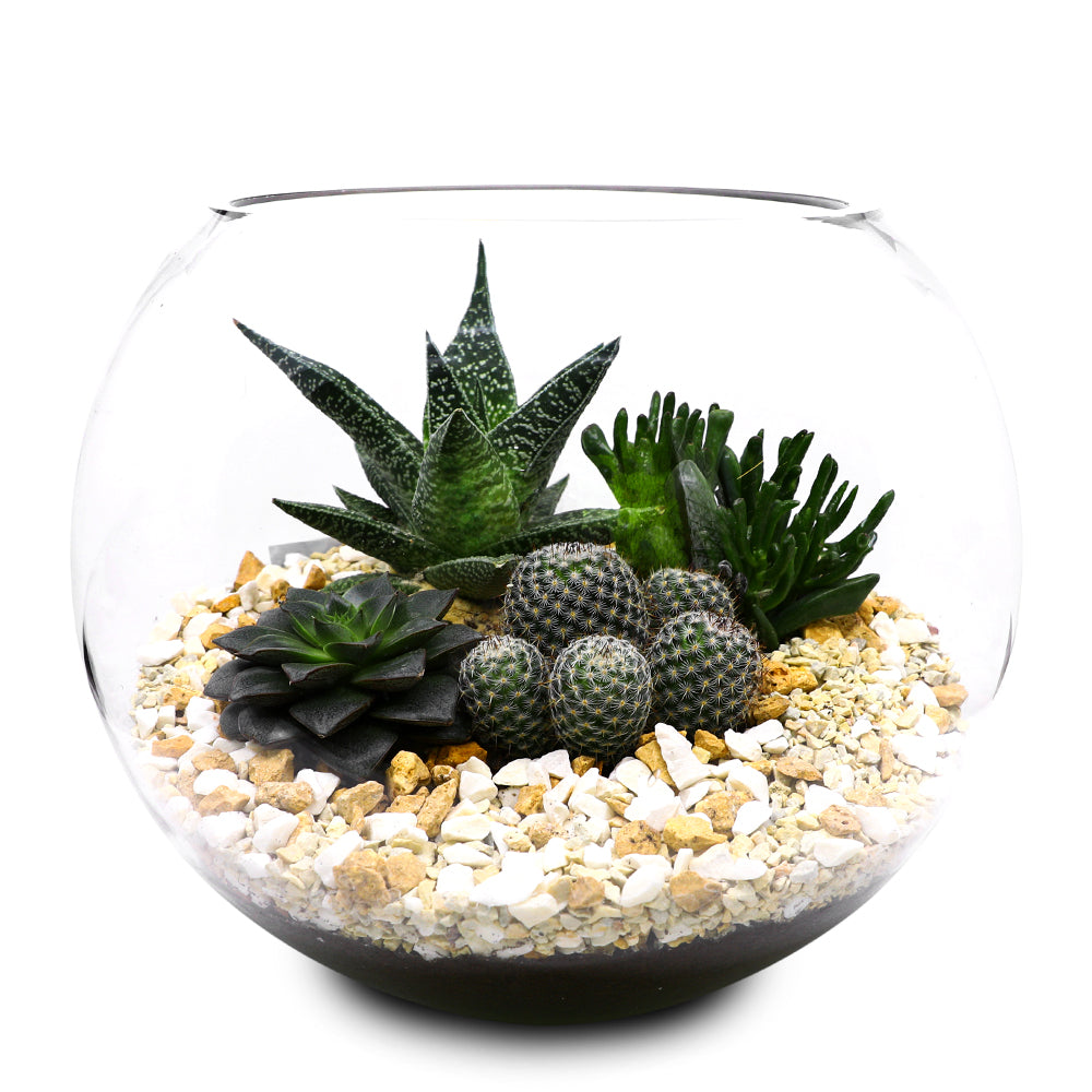 CACTUS & MIX SUCCULENT PLANTS TERRARIUM مجموعة من الصباريات المتنوعة في حوض تيراريوم